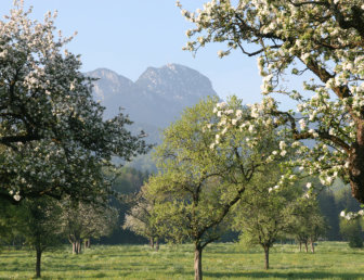 Obstbaumblüte im Frühjahr